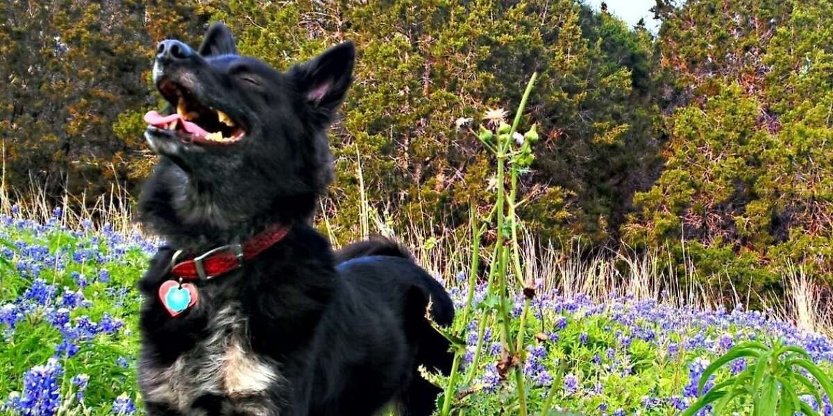 Feeling Spring Fever? Your Dog Might Have It, Too - The Dodo