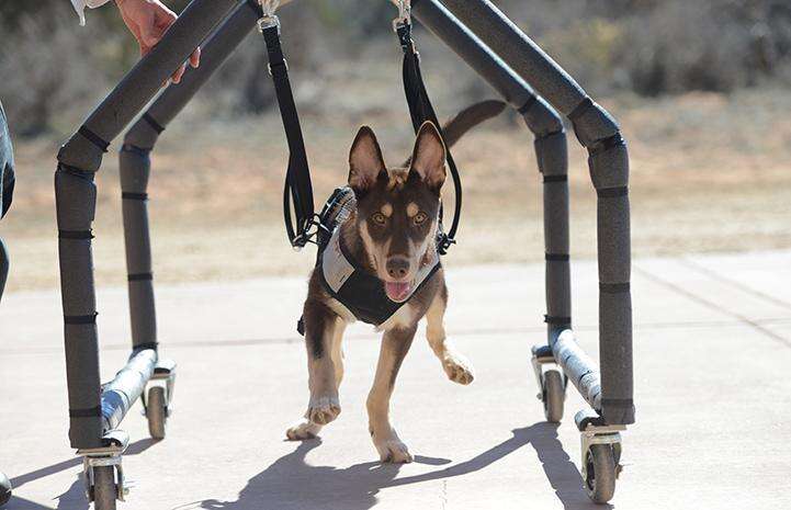 Caboodle, a special needs puppy walking in a special cart