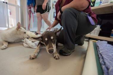 Kit and Caboodle, two special needs puppies