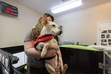 Kit, a special needs puppy getting physical therapy