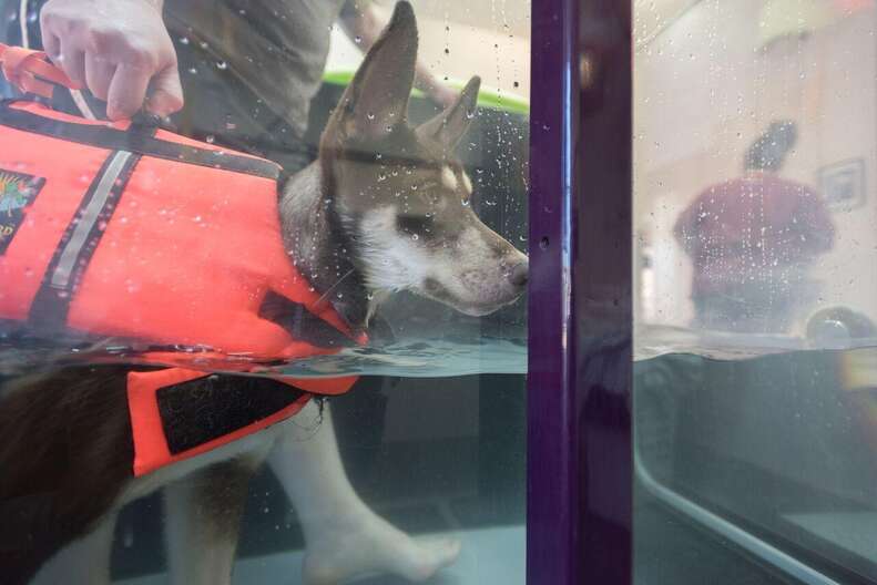Caboodle, a special needs puppy getting water therapy