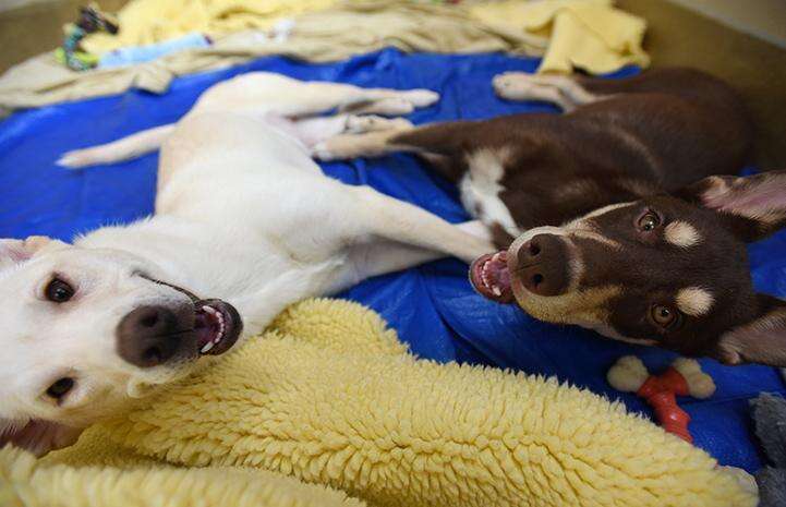 Kit and Caboodle, two special needs puppies