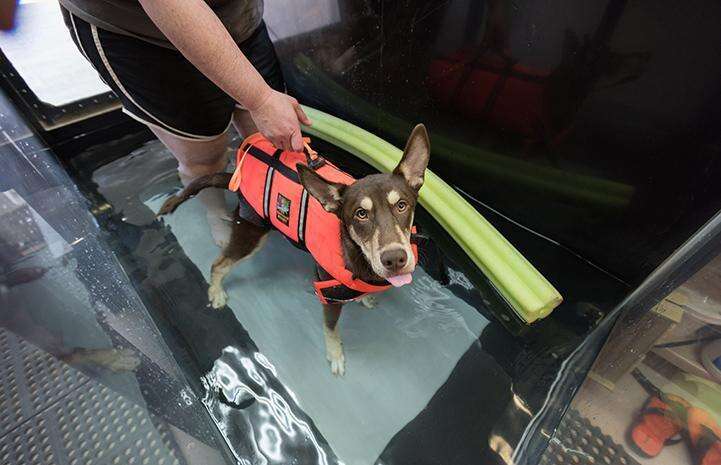 Caboodle, a special needs puppy getting water therapy