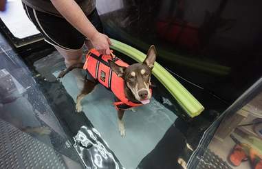 Caboodle, a special needs puppy getting water therapy