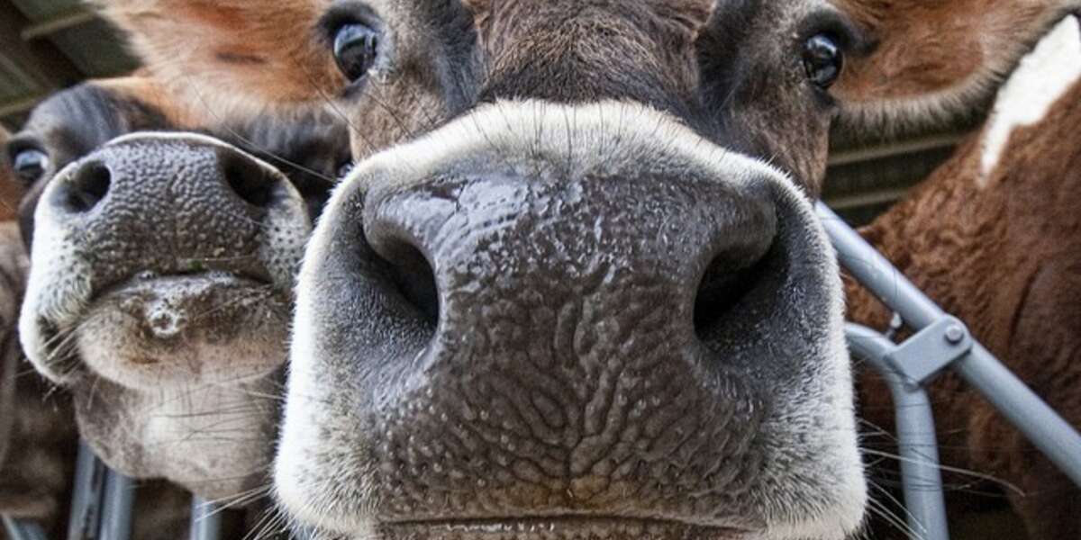 Journalists Join Animal Activists In Battle Against 