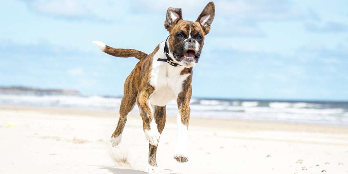 Why A Dog's Tail Wags (And Why You Shouldn't Cut It Off) The Dodo