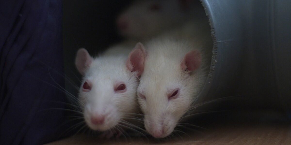 Rat Intensifies Invasive 'Rat Research' Should Be Abolished Once And For All - The Dodo