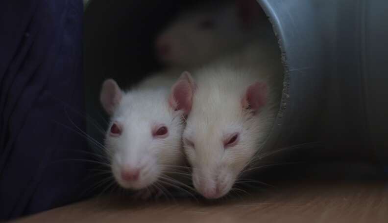 Rat Intimidation Invasive 'Rat Research' Should Be Abolished Once And For All - The Dodo