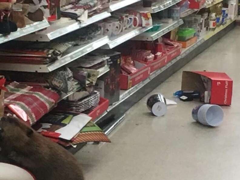 Beaver Spotted Browsing The Aisles Of Dollar Store - The Dodo