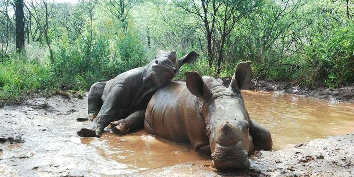 These Baby Rhinos Are Growing Up Without Their Moms - The Dodo