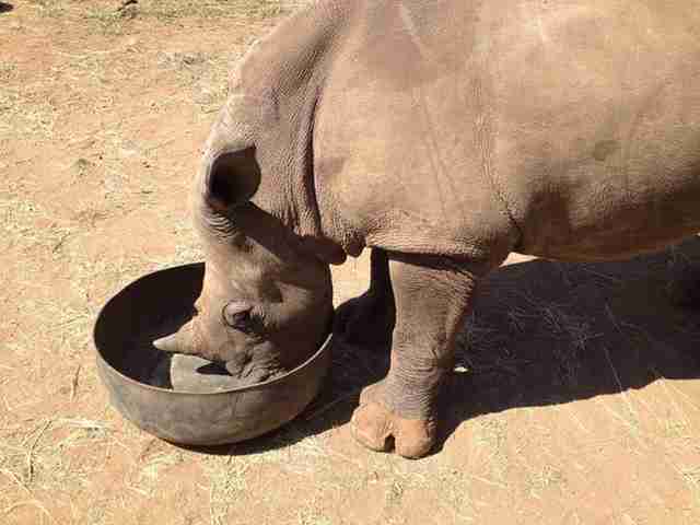 These Baby Rhinos Are Growing Up Without Their Moms - The Dodo