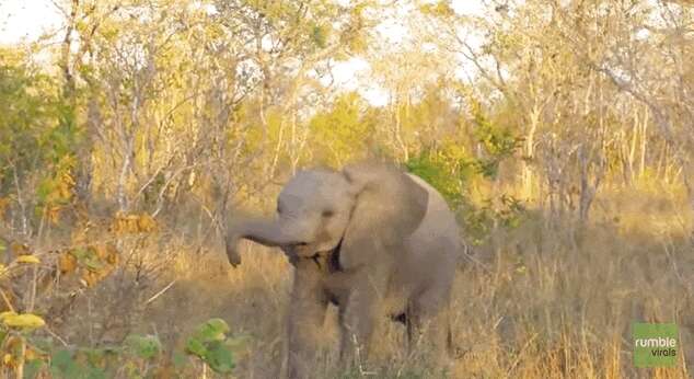 Precious Baby Elephant Tries So Hard To Be Brave, Comes Running Back To Mom  - The Dodo