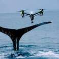 Drones Are Secretly Taking Snot From Whales