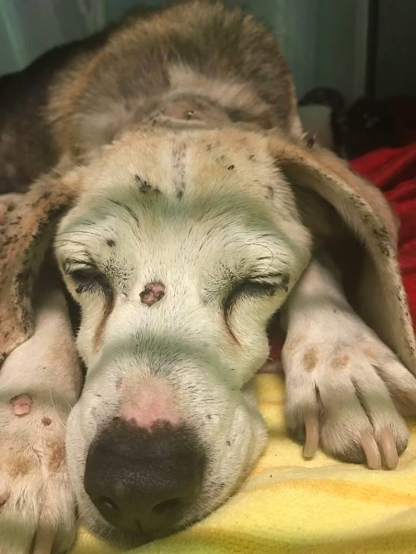 Nobody Would Go Near ‘Lumpy’ Dog — Until This Woman Came Along - The Dodo