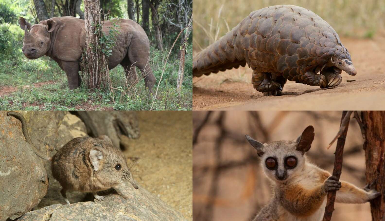 QUIZ: Which Endangered Species Fits Your Personality? - The Dodo