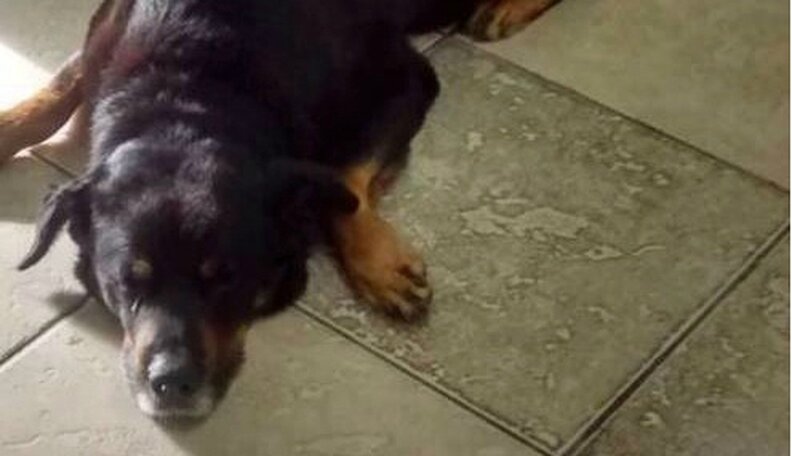 Loyal Dog Waits Weeks Outside Hospital For His Human Who Passed Away ...
