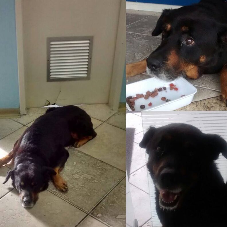Loyal Dog Waits Weeks Outside Hospital For His Human Who Passed Away ...