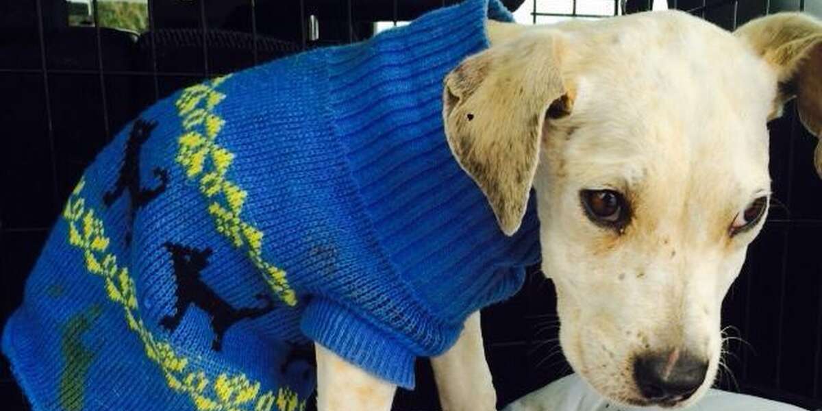 Starving Puppy Found In One Of 'Worst Conditions' Shelter Has Ever Seen