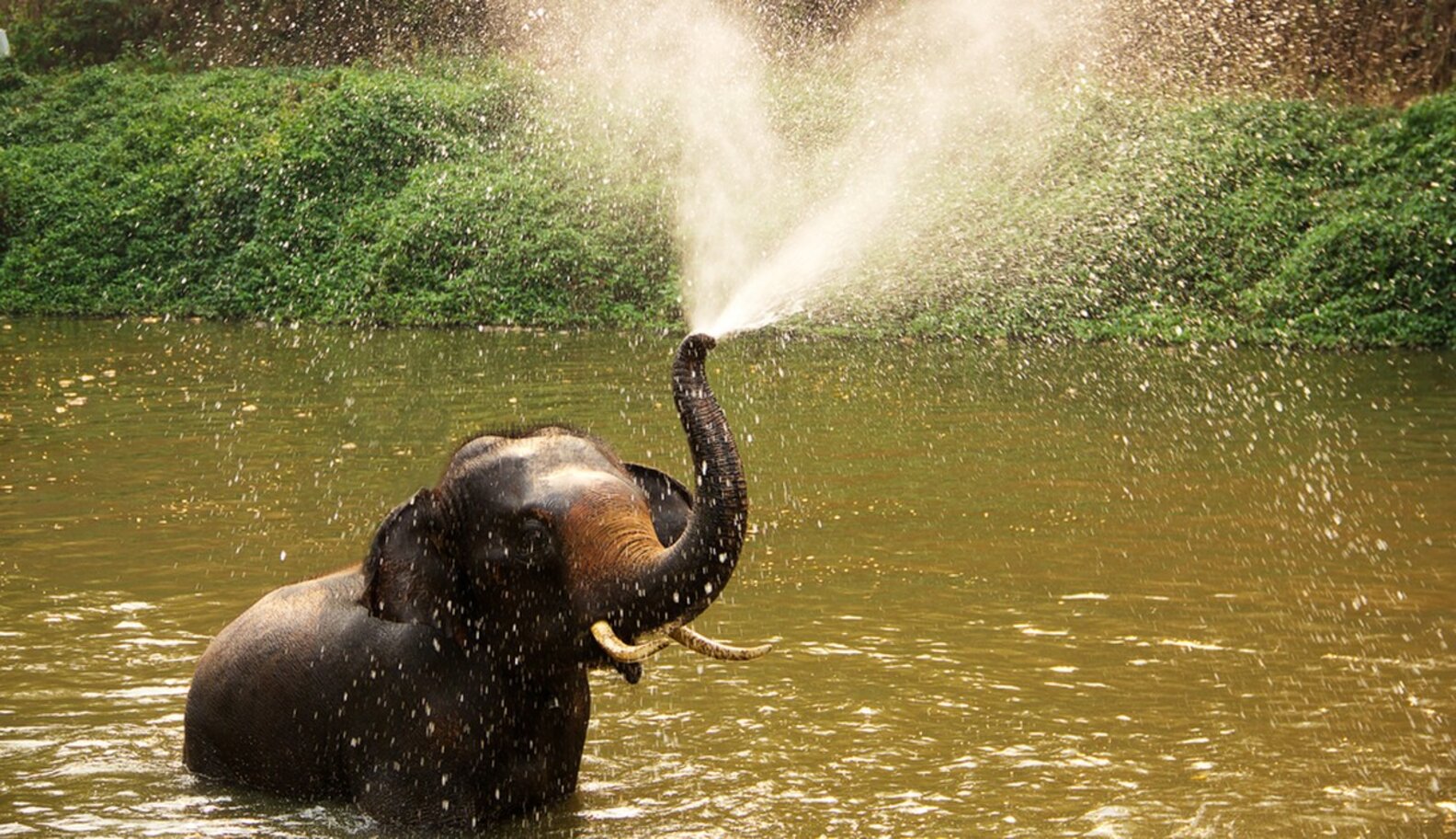 California Introduces Groundbreaking Bullhook Ban To Keep Elephant ...