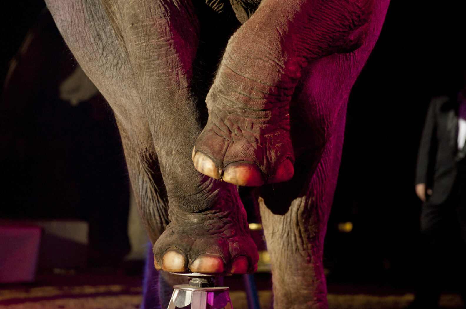 California Introduces Groundbreaking Bullhook Ban To Keep Elephant ...
