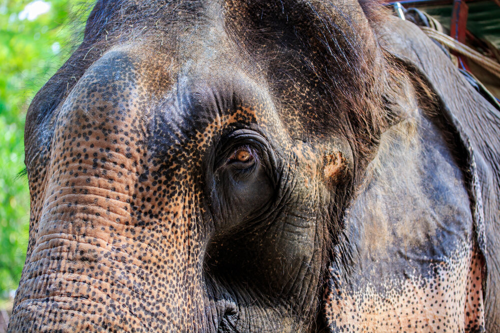 California Introduces Groundbreaking Bullhook Ban To Keep Elephant ...