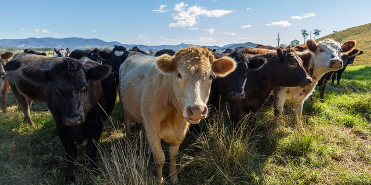 Fecal Particles From Factory Farms Are Sweeping The Continent - The Dodo