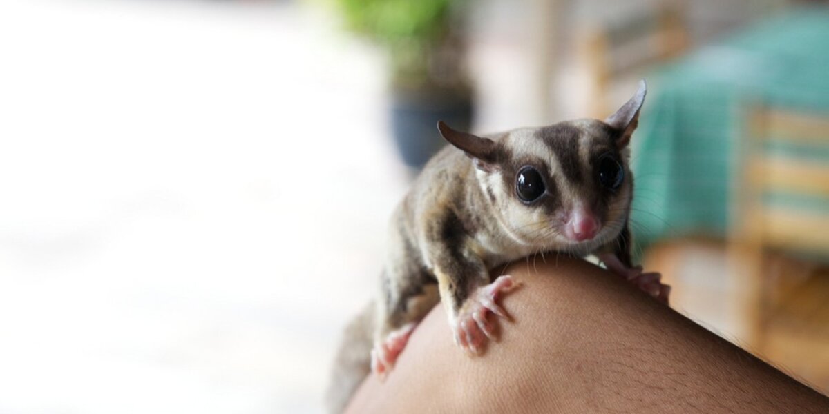 Affectionate 2024 sugar glider