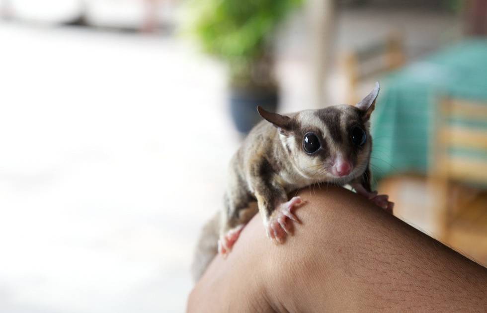 cute baby sugar glider