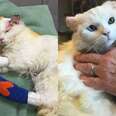 Cat Who Suffered Burns Finds Home With Fellow Survivor