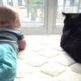 Are cats and babies really all that different?