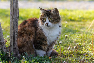 The Most Popular Cat Names In America The Dodo