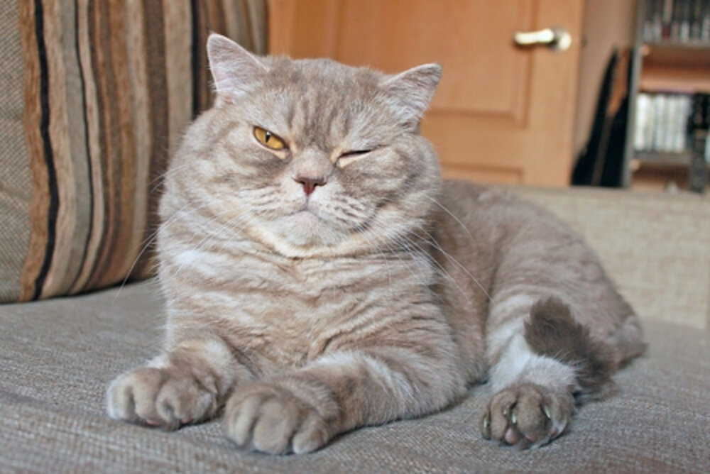 The Most Popular Cat Names In America The Dodo