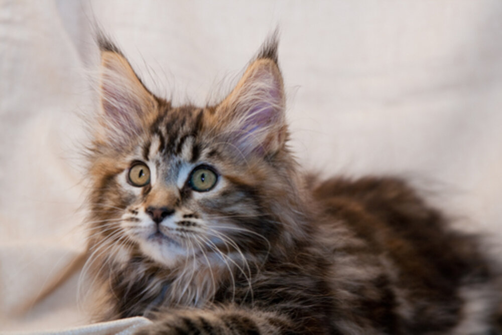 The Most Popular Cat Names In America The Dodo The Most Popular Cat Names In America The Dodo