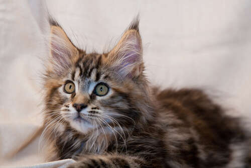 The Most Popular Cat Names In America - The Dodo