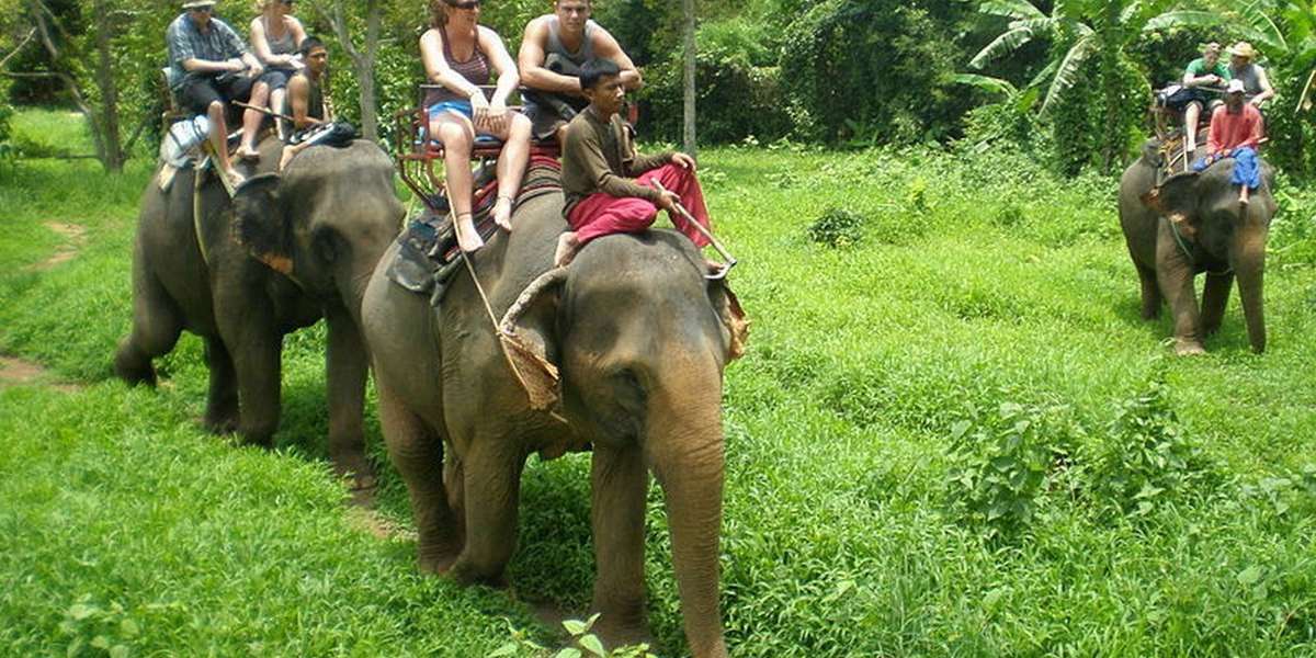 Here S Exactly What S Wrong With Elephant Tourism The Dodo