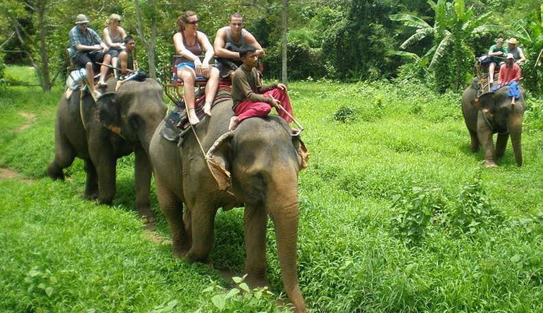 Here's Exactly What's Wrong With Elephant Tourism - The Dodo