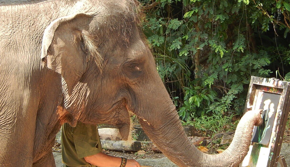 Here S Exactly What S Wrong With Elephant Tourism The Dodo