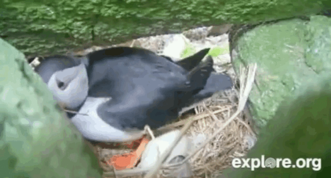 The 16 Best Moments From The World's Best Live Cam Ever: Enter The ...