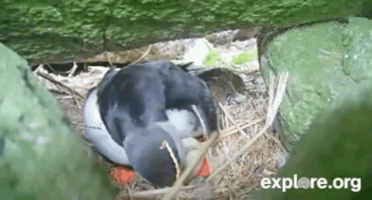 The 16 Best Moments From The World's Best Live Cam Ever: Enter The ...