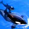 It Just Became Illegal For SeaWorld To Breed More Orcas