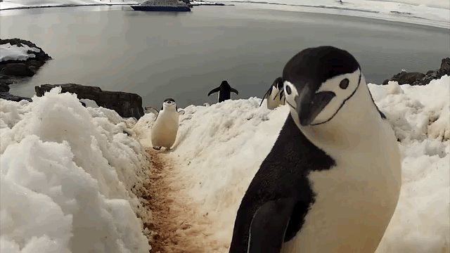 Watch Penguins Waddle In Tempo For Antarctic Dance-Off - The Dodo