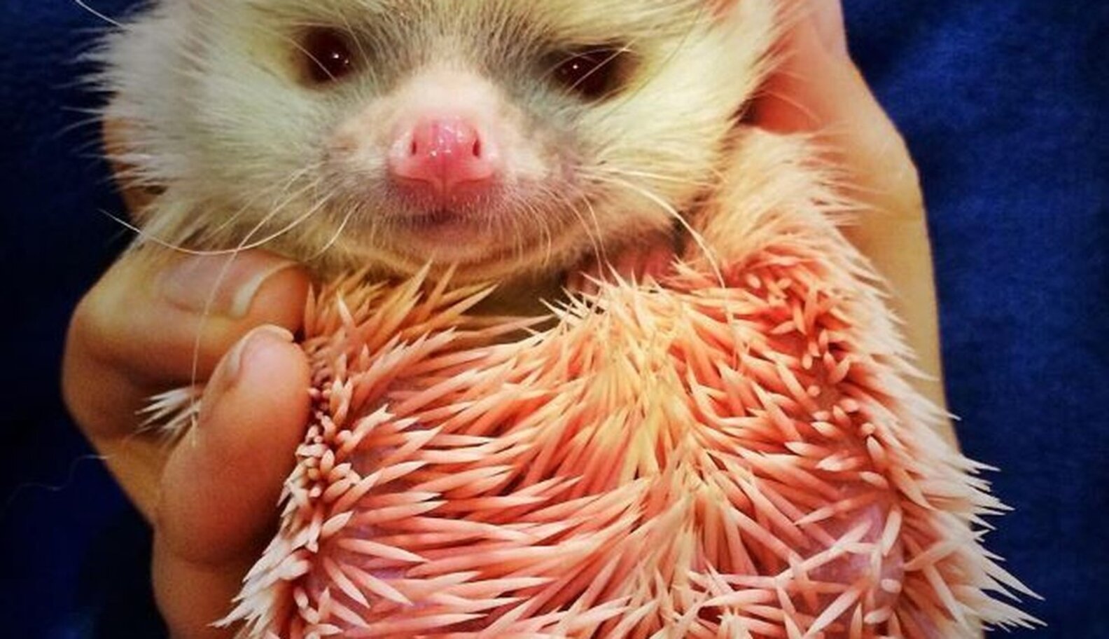 Hedgehog Dyed Pink For Fun Loves His New Dog Siblings - The Dodo