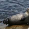 Canada Spends $2 Million To Bailout Secretive Seal Slaughter