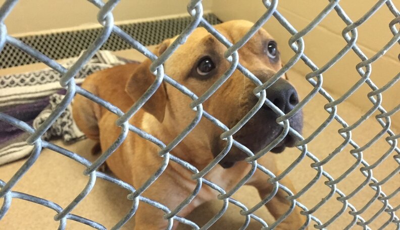 Animal Shelter Workers Do Excruciating Work Treat Us Better The Dodo