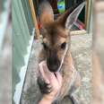 These Wallabies Keep Bringing Their Babies To Meet The Woman Who Rescued Them