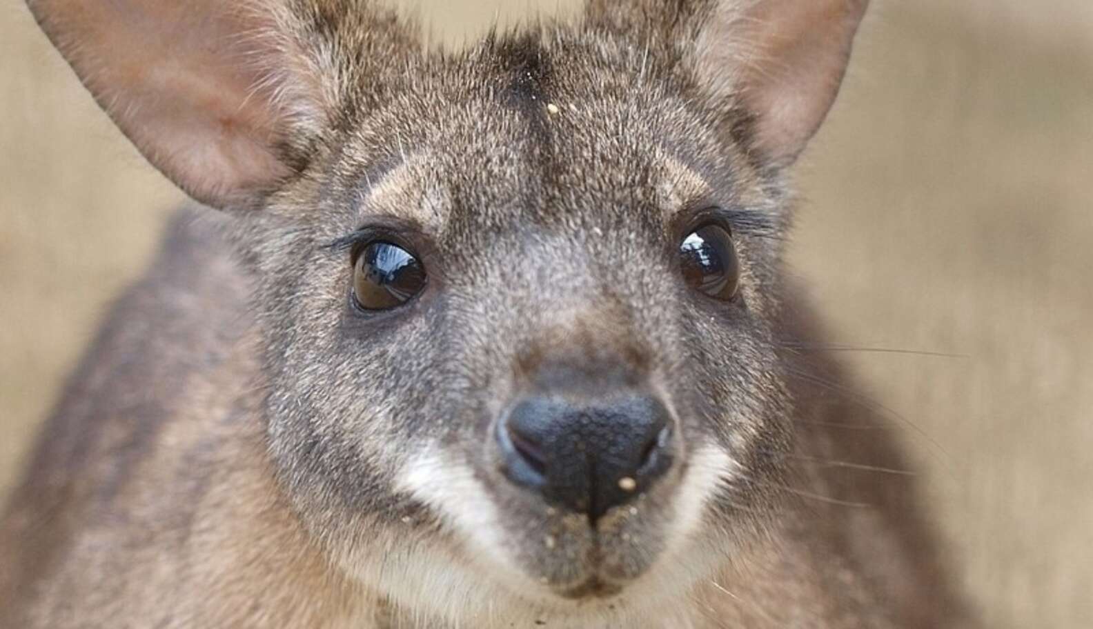 Baby Wallaby Saved From Illegal Buyer By Facebook Sting - The Dodo