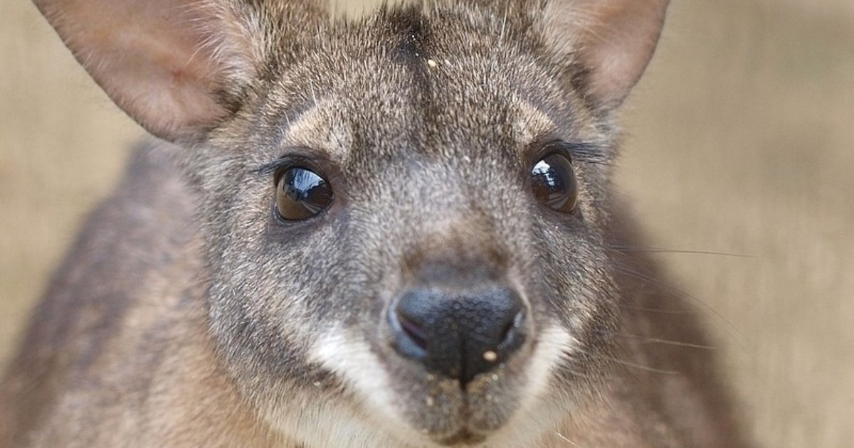 Baby Wallaby Saved From Illegal Buyer By Facebook Sting - The Dodo