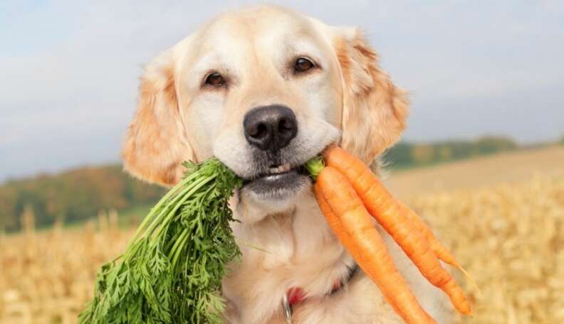 My dog clearance is a vegetarian