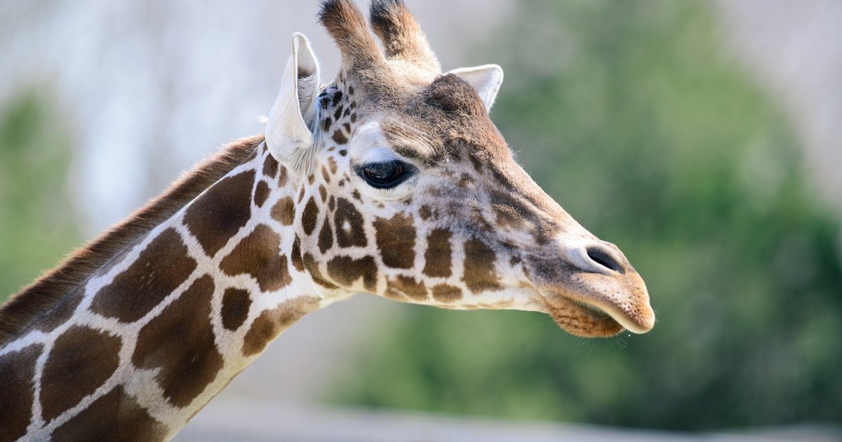 Giraffes Are Much Closer To Extinction Than Anyone Realizes - The Dodo