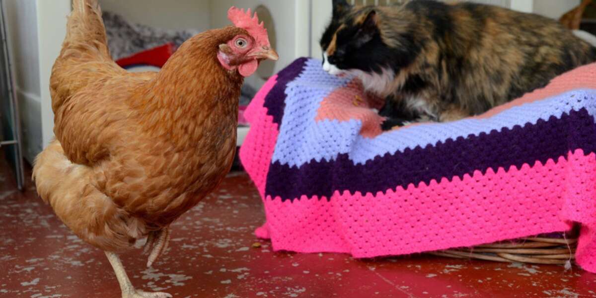 Rescue Hen Makes Herself Comfortable In Cat Retirement Home The Dodo